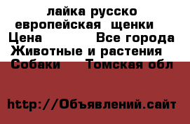 лайка русско-европейская (щенки) › Цена ­ 5 000 - Все города Животные и растения » Собаки   . Томская обл.